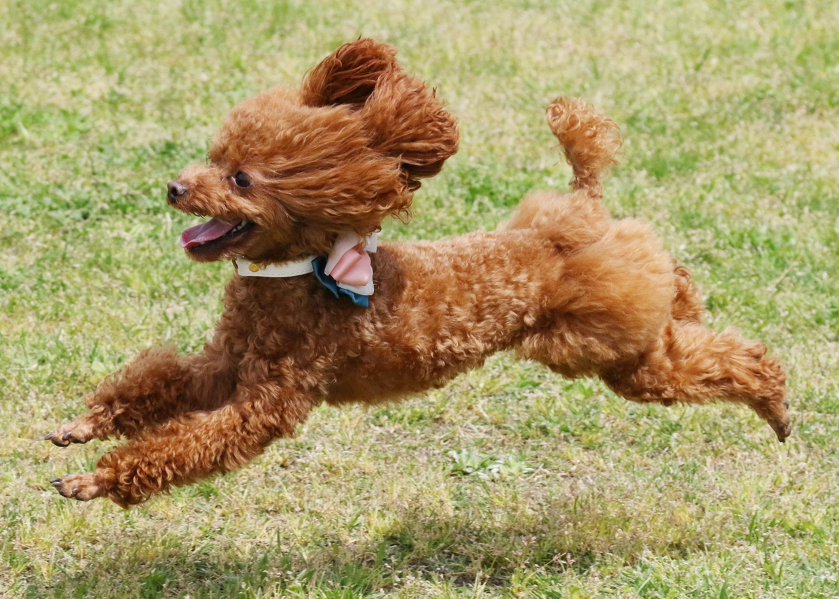 active.toy.poodle.webp