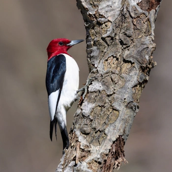 Alabama Birds Red-Headed Woodpecker