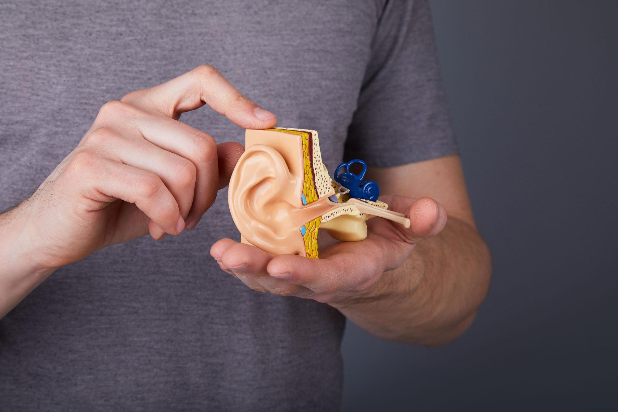 how to get water out of your ear: Man holding a model of the human inner ear