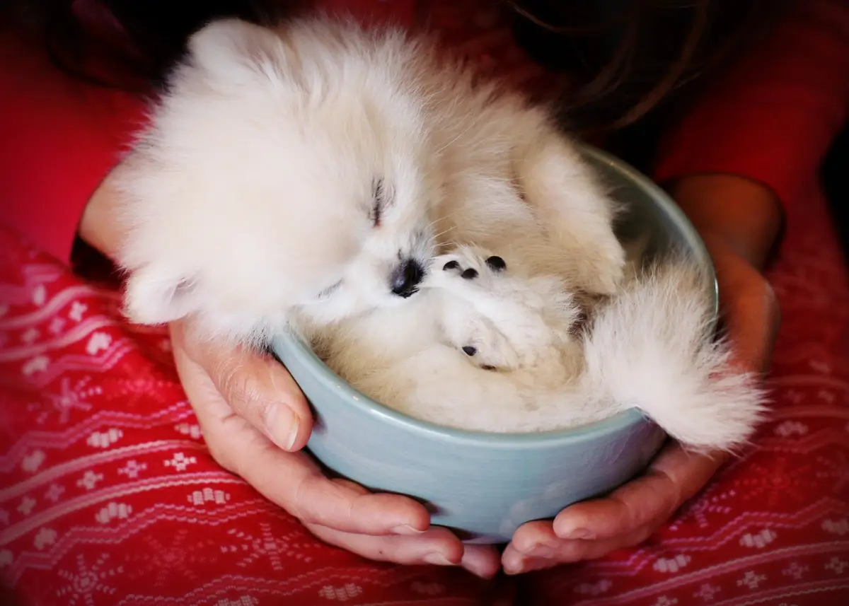 teacup.puppy (1).webp