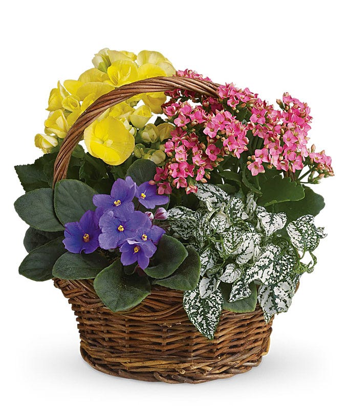 basket of violets