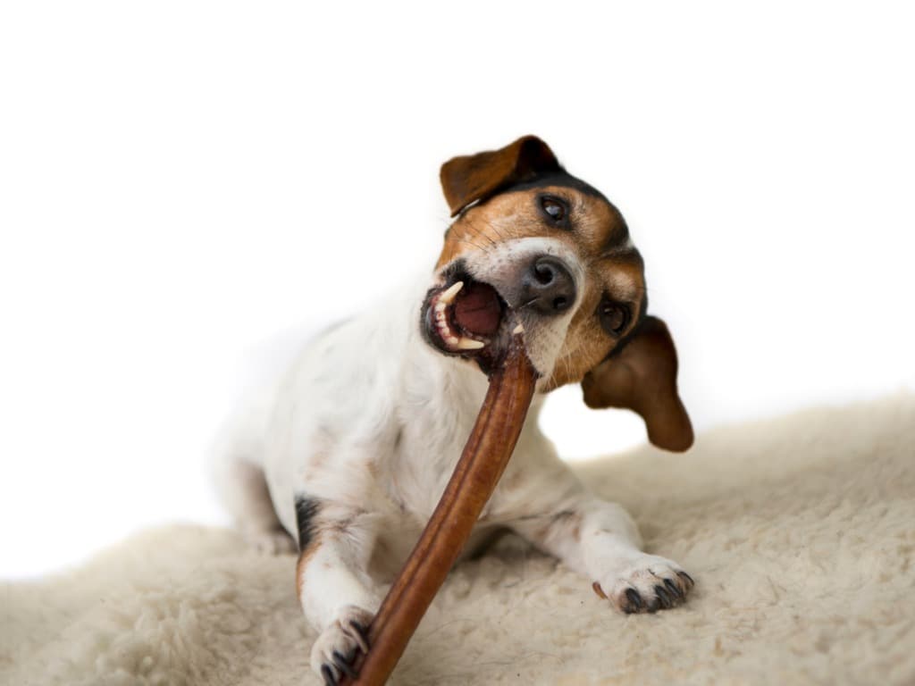 are dog dental chews effective