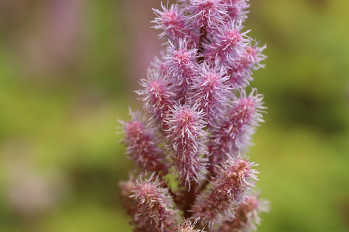 Pink Astilbe