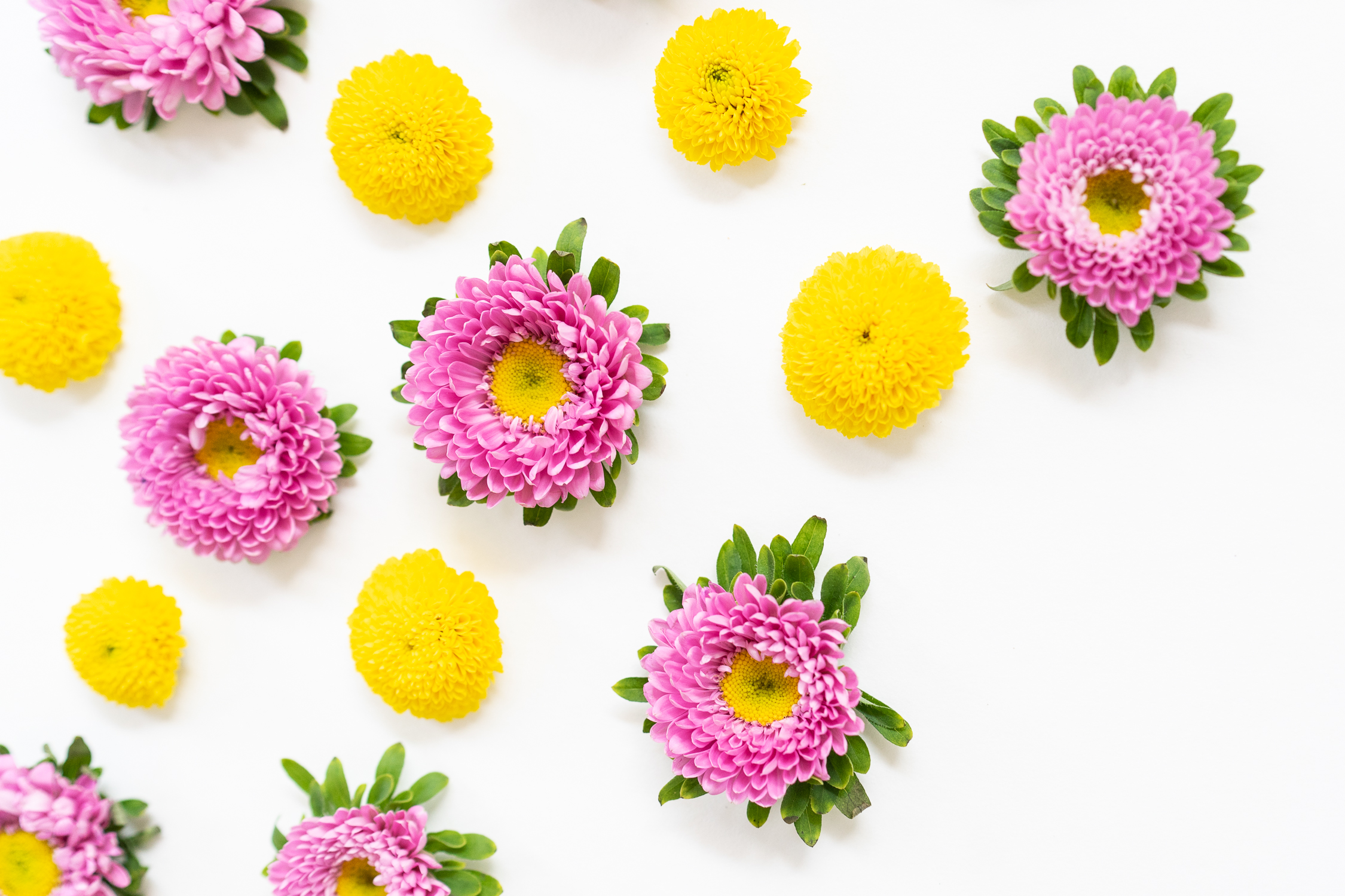 5 Best Flower Shows in the USA