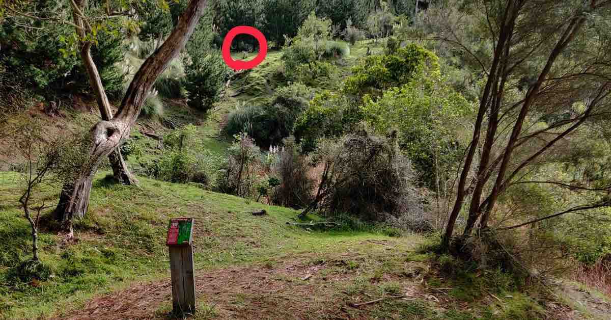 Downhill hole on wooded course