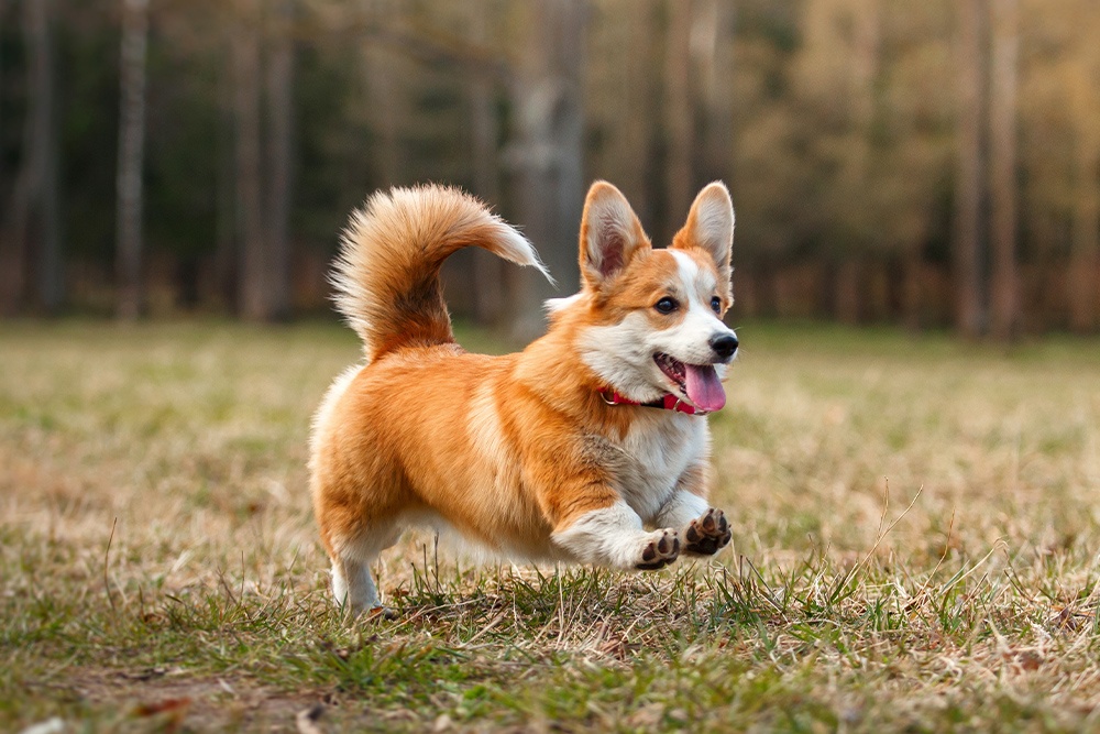 how long are corgis legs