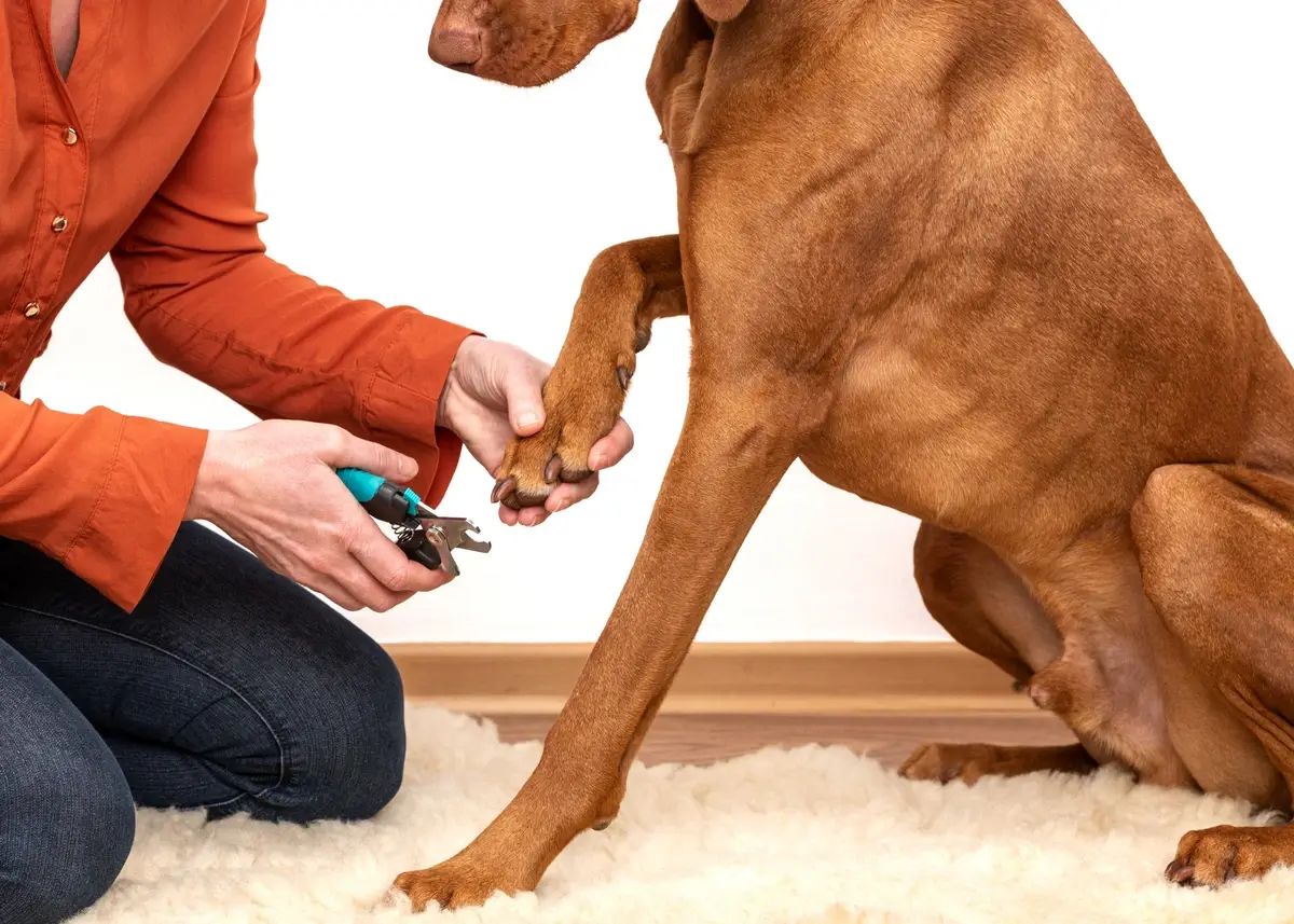 A man in an orange shirt kneels and cuts a seated red dog's nails.