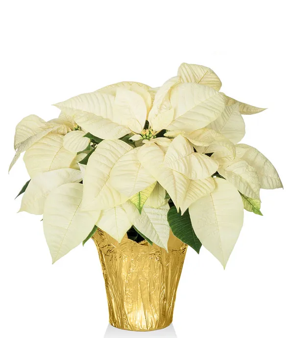 White poinsettia shop