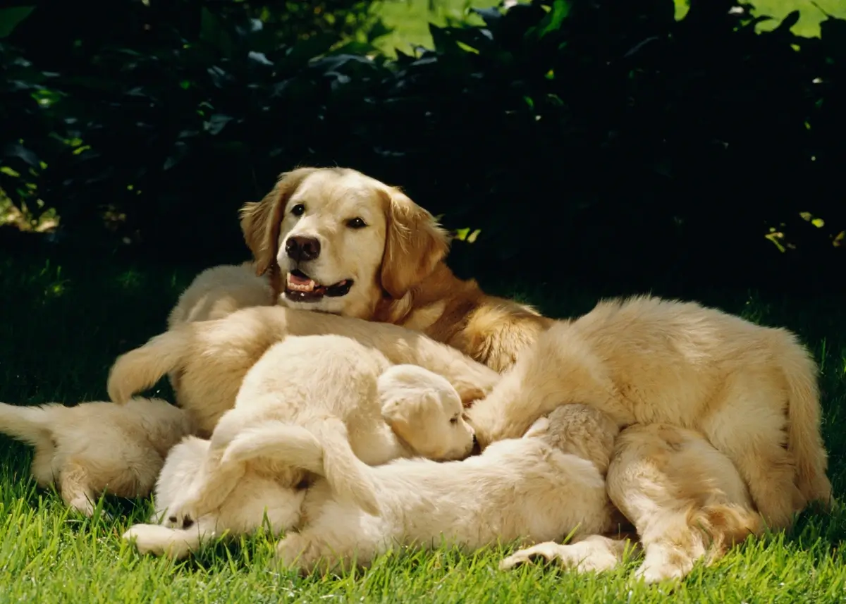 golden.nursing (1).webp