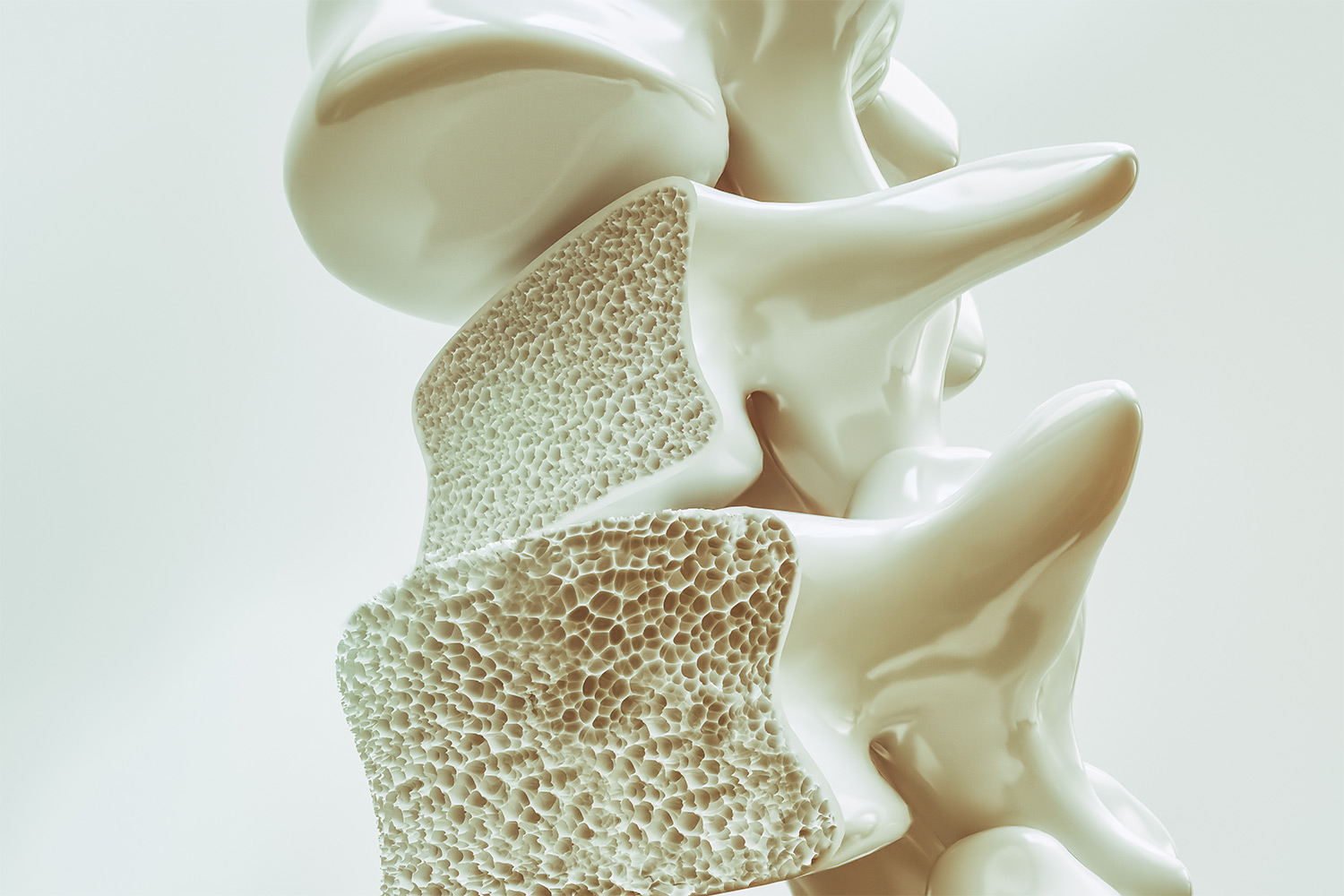 What Is Bone Density and Why Does It Matter?