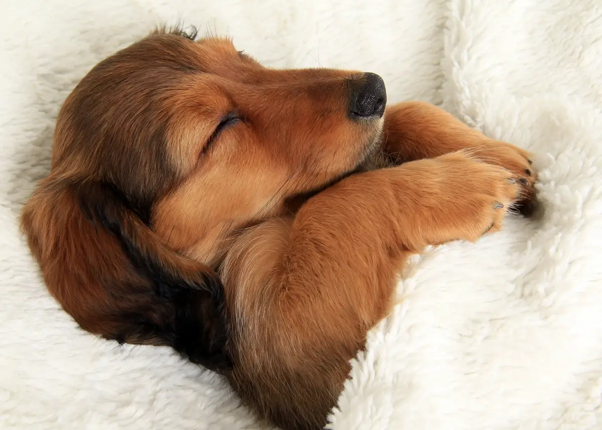 sleepingpuppy (1).webp