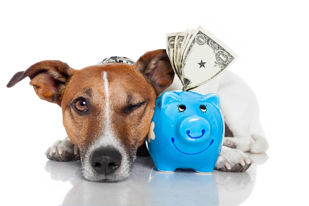 payday loan cash for vet bills