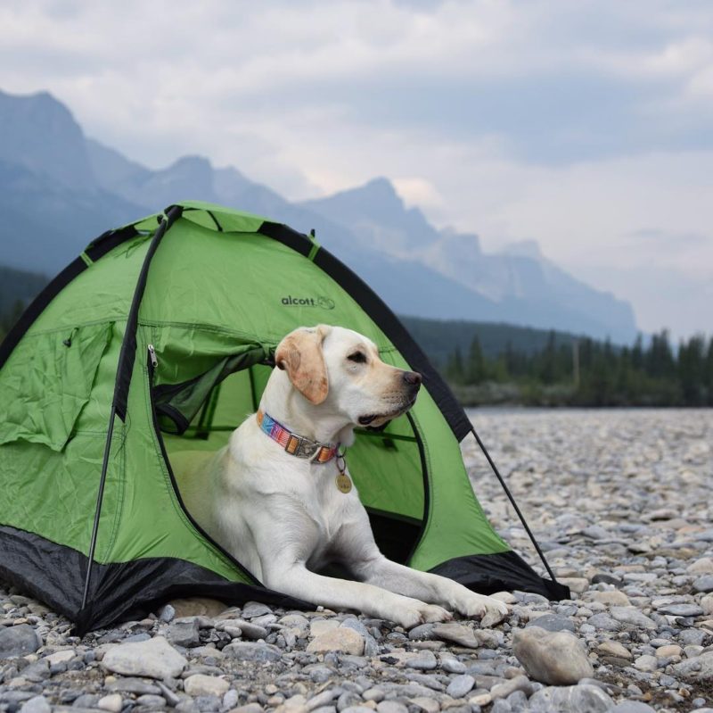 10 Dog-Friendly Stores Where You Can Take Your Pup on the Ultimate