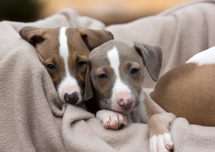 cozy.italiangreyhound.webp