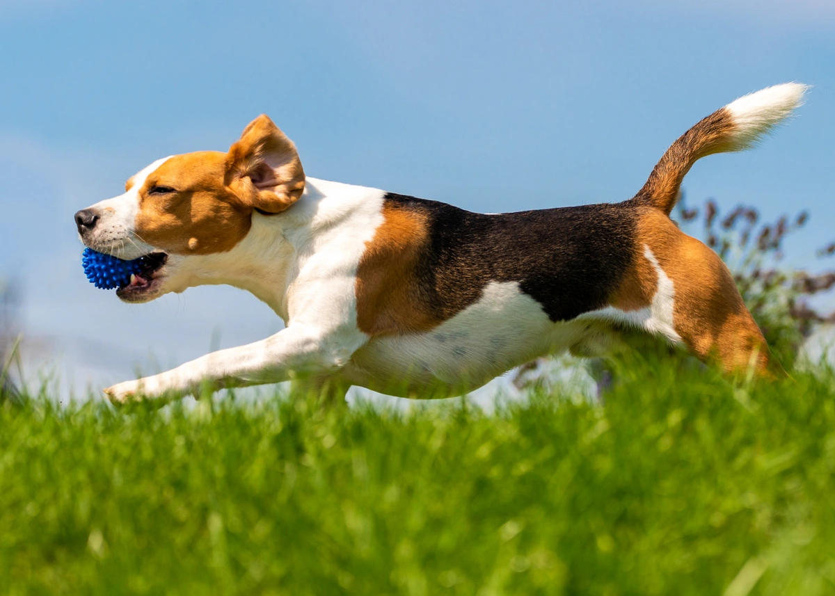 A Beagle runs with a durable knobby ball.