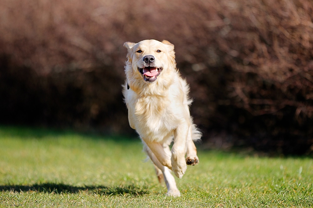 how do i get my golden retriever to stop itching