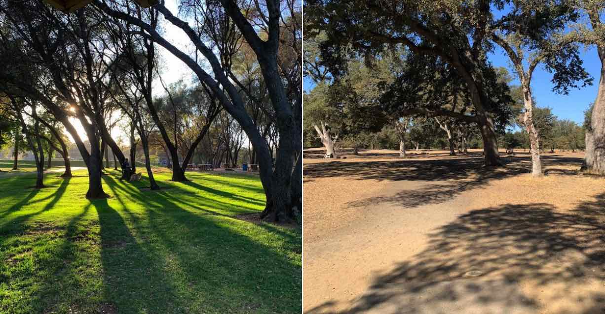 Two disc golf fairways, both with oaks, but one with grass and the other brown, dry hardpan