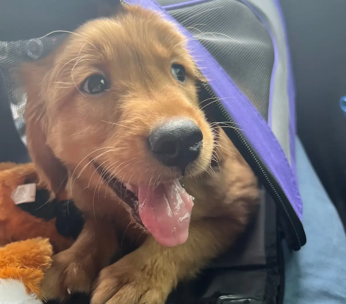 A Golden Retriever puppy with a smile on his face and pink tongue out peeks out of a soft travel carrier
