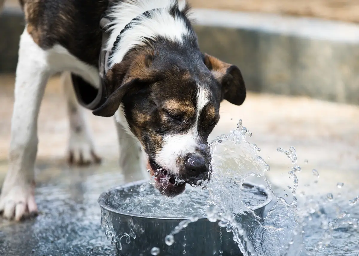dogparkwater (1) (1).webp