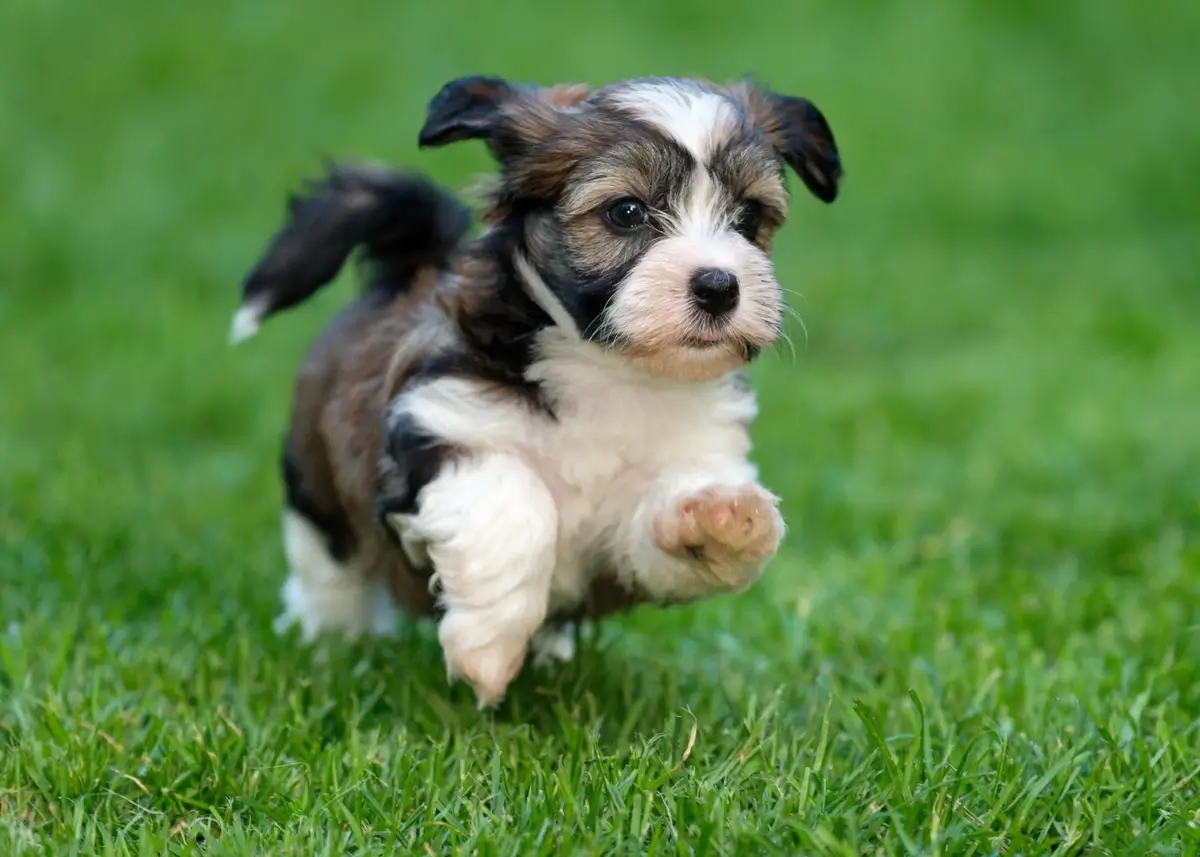 The Ultimate Havanese Puppy Ownership Guide