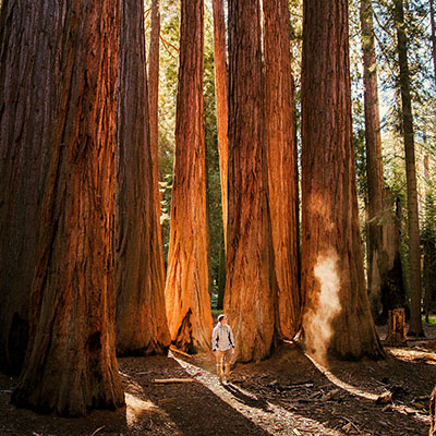 Sequoia National Forest.