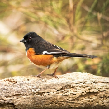 Alabama Birds Eastern Towhee