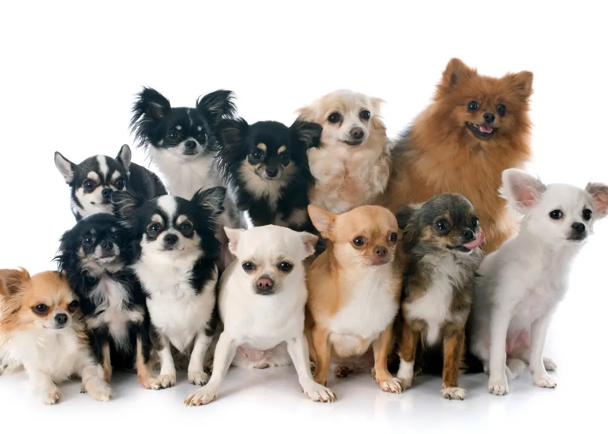 Different types of Chihuahuas
