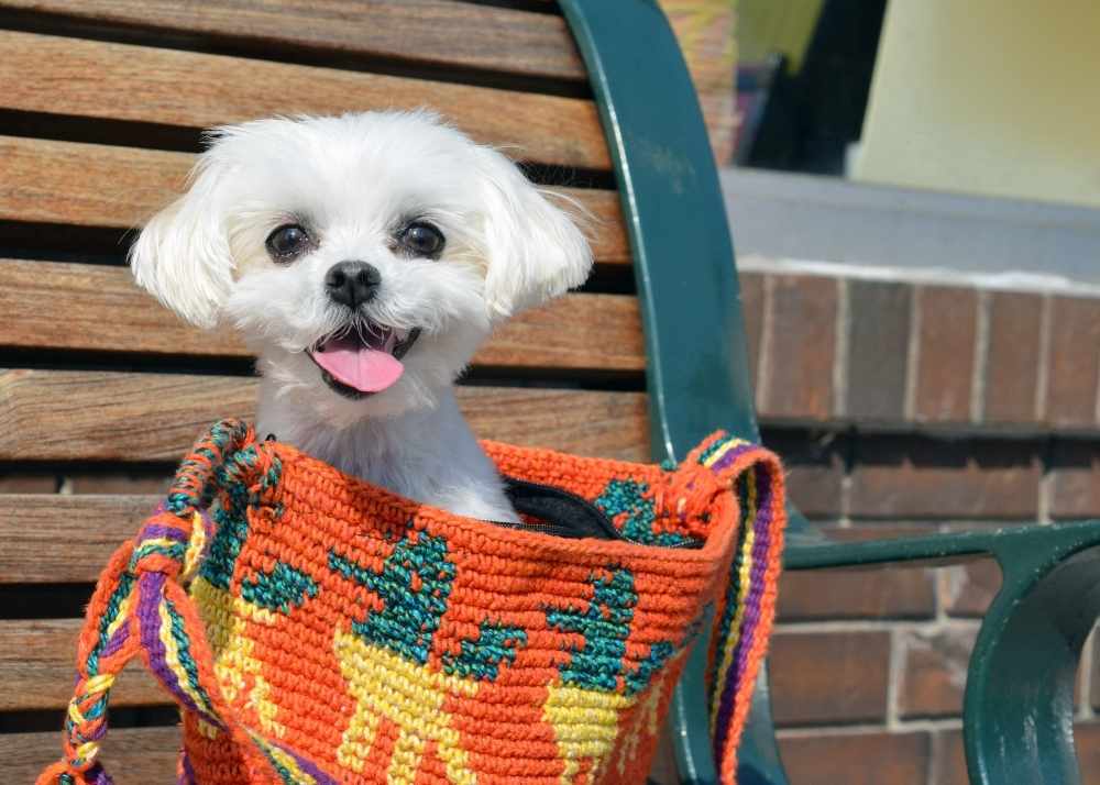 a maltese in a purse sitting on a bench