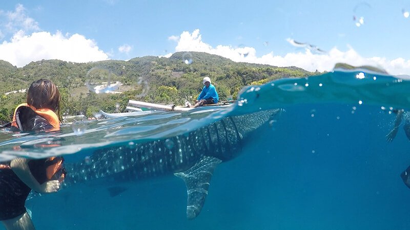 whale shark in Cebu