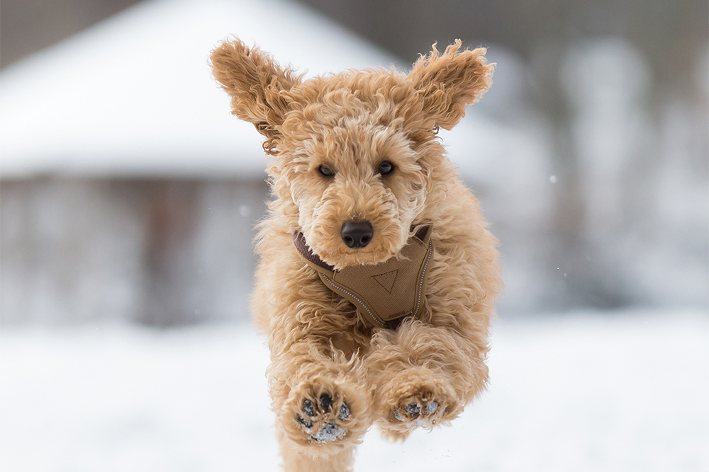 Dog Jumping in Snow