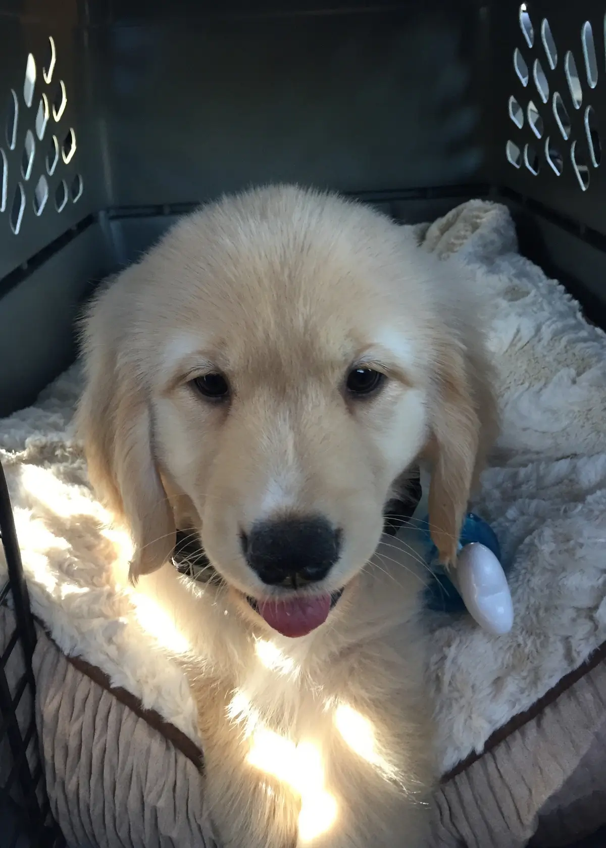 How Crate Training Benefits Your Puppy