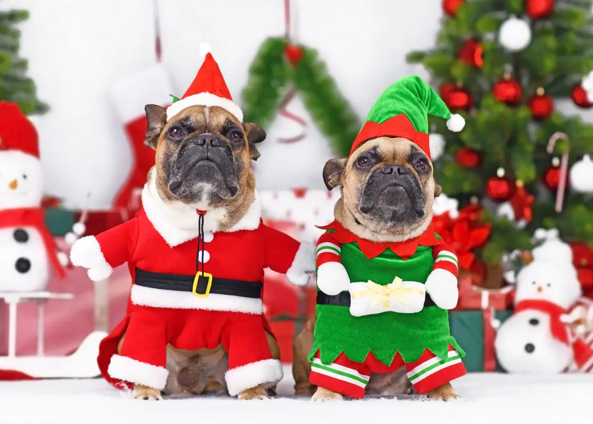 Two Bulldogs wearing a Santa outfit and an Elf outfit