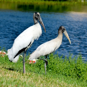 Alabama Birds Wood Stork
