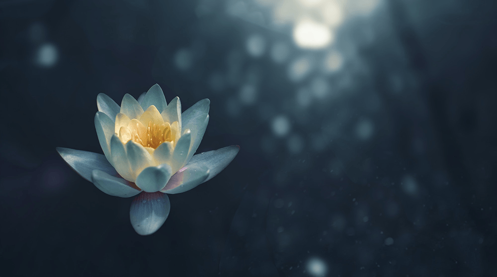 Lotus flower in sunlight