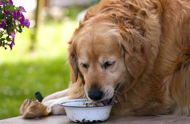 Dog Weight Management: Gaining and Losing Pounds Safely - Nom Nom