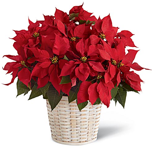 Red poinsettia plant alternative to mini live Christmas tree delivery