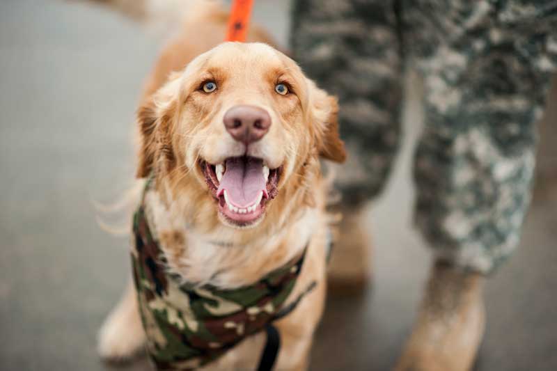 are dogs allowed on military bases