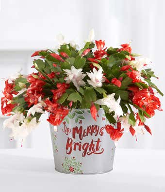 Christmas Cactus Plant