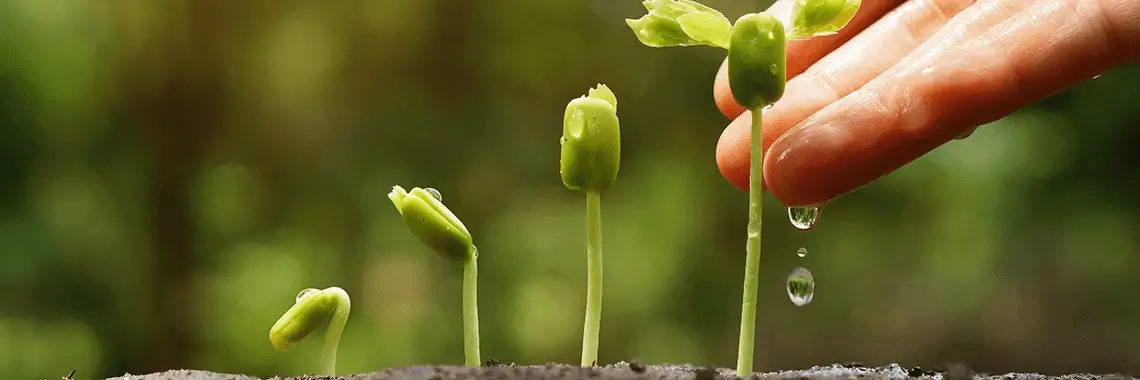 A plant growing and hand touching it.