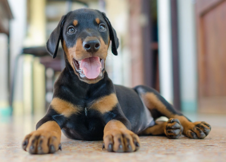 dobermanpuppy.webp