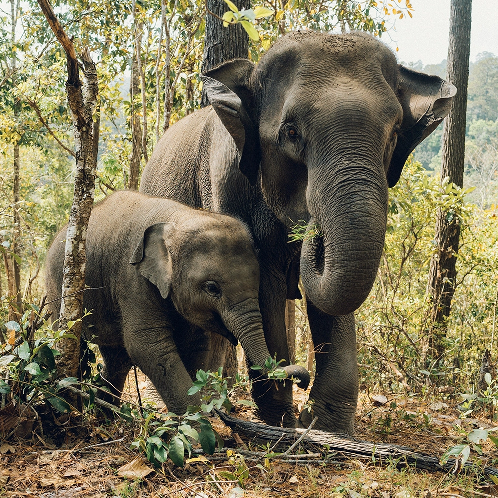 Elephant_Mama and Baby.webp