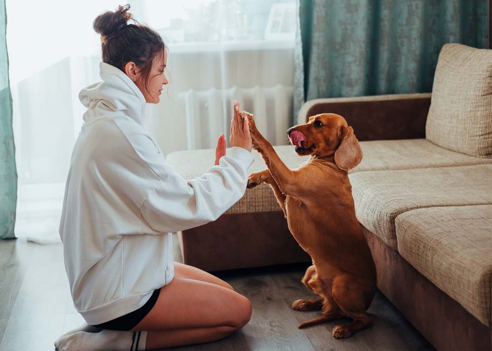 a woman kneels in a sweatshirt and gives a seated dog a high five