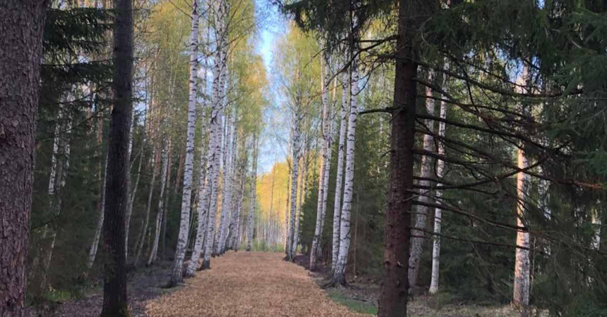 A mulched fairway through a birch forest