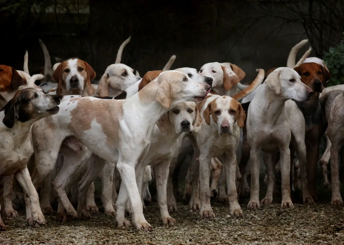hounddogs (1).webp