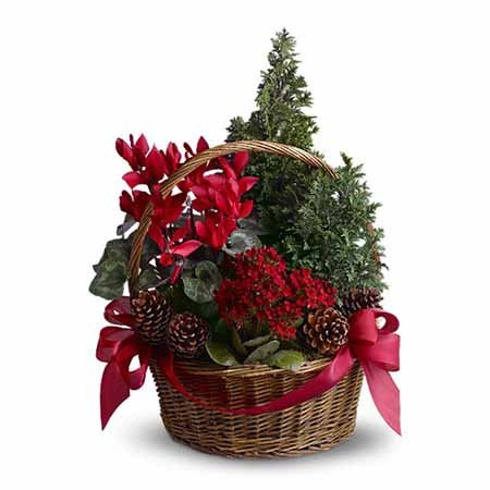 Mini live Christmas tree delivery tannenbaum basket