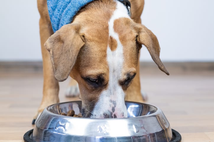 Grain free dog food leads to heart clearance disease