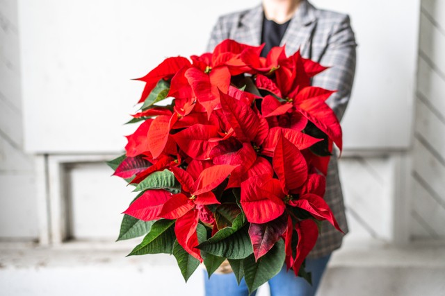 How to Care for a Poinsettia after Christmas