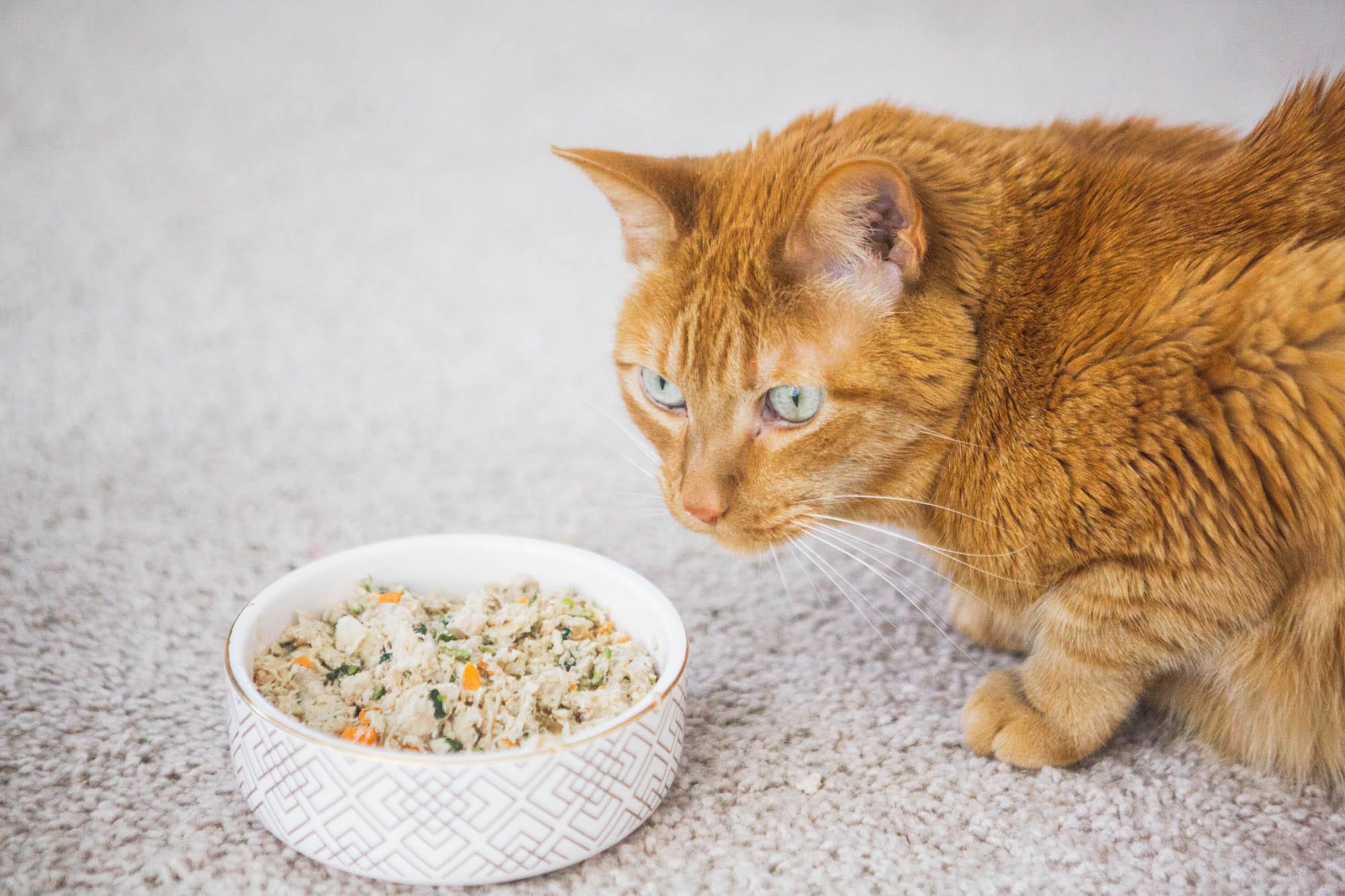 how-many-calories-should-a-cat-eat-thesuperhealthyfood