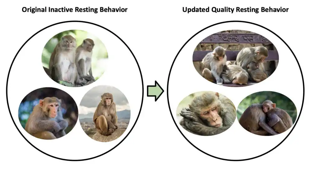 Pictorial representations of Jaman & Huffman’s ethogram description of resting vs Neuralink’s refinement of that definition to specifically capture quality rest.
