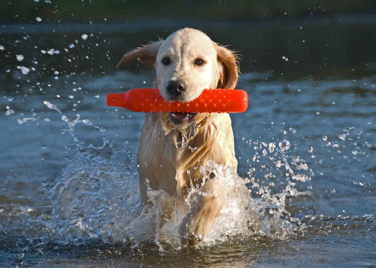 goldenretrieving (1).webp